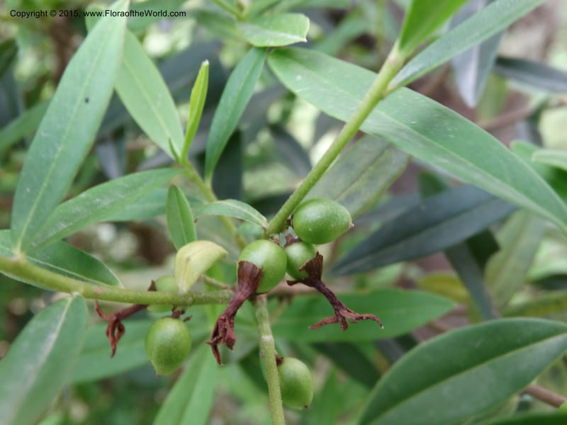 Daphne, Boufford, D 43593--China. Sichuan. Tudiling Tunnel. 6 May 2014. DSC03860 (77).JPG