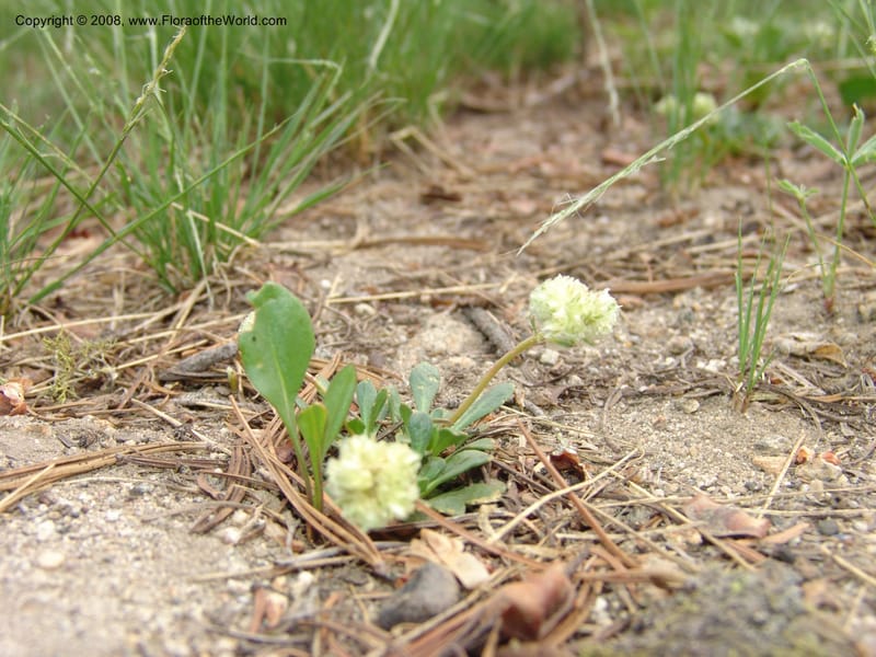Cistanthe umbellata, CDavidson11101--ID. Valley Co. Top of Brundage Mtn.. 15 Jul 07. 014.jpg