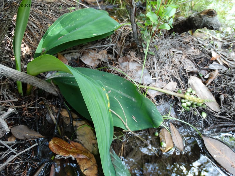 Orontium aquaticum, Davidson, C 13063--South Carolina. Lexington Co. Shellys Pond. 20 May 2015. DSC06625 (88).JPG