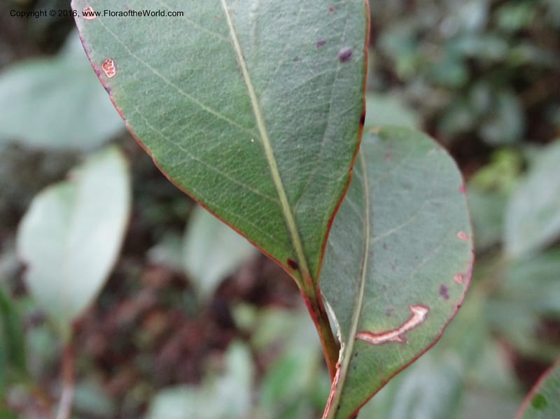 Elaeocarpus, Davidson, C 12744--Sabah. Mt. Kinabalu. Bundu Tuhan Trail. 11 Oct 2014. DSC04153 (215).JPG