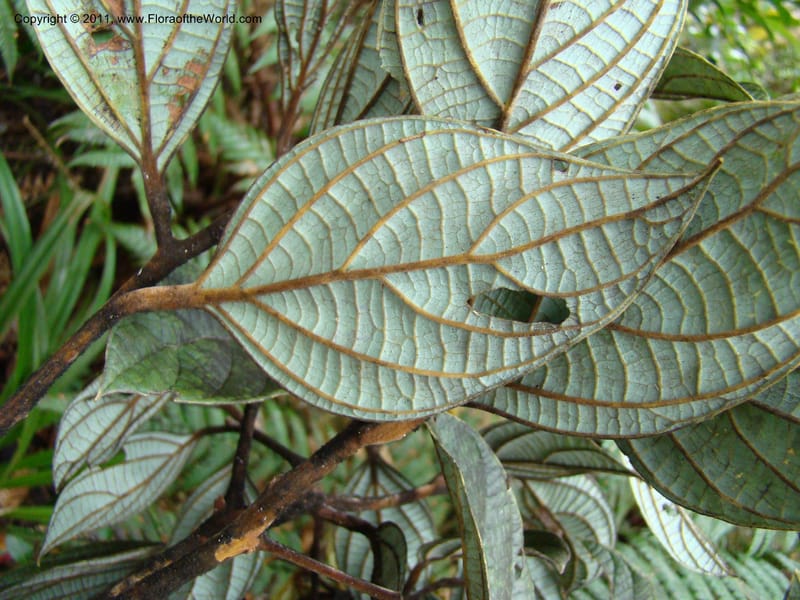 Cryptocarya, Munzinger, J 4851--New Caledonia,  Dogny, 19 Nov 2007, 97 (13).jpg