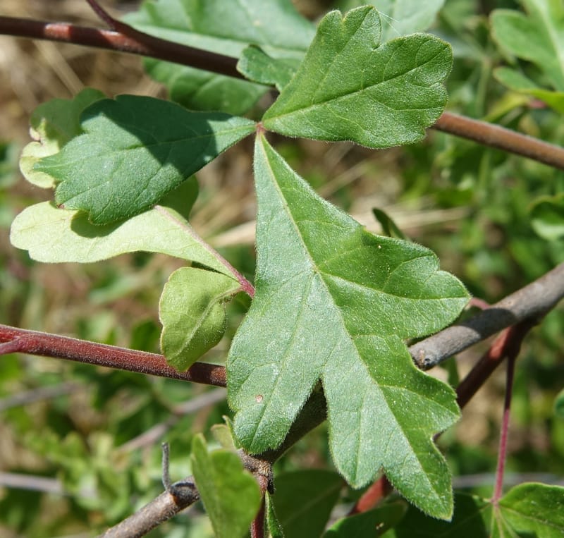 Rhus aromatica, C. Davidson 13590--CA. Tehama Co. W of Vestal Rd. on Hwy 36. 6 June 2017. DSC01078 (25).JPG