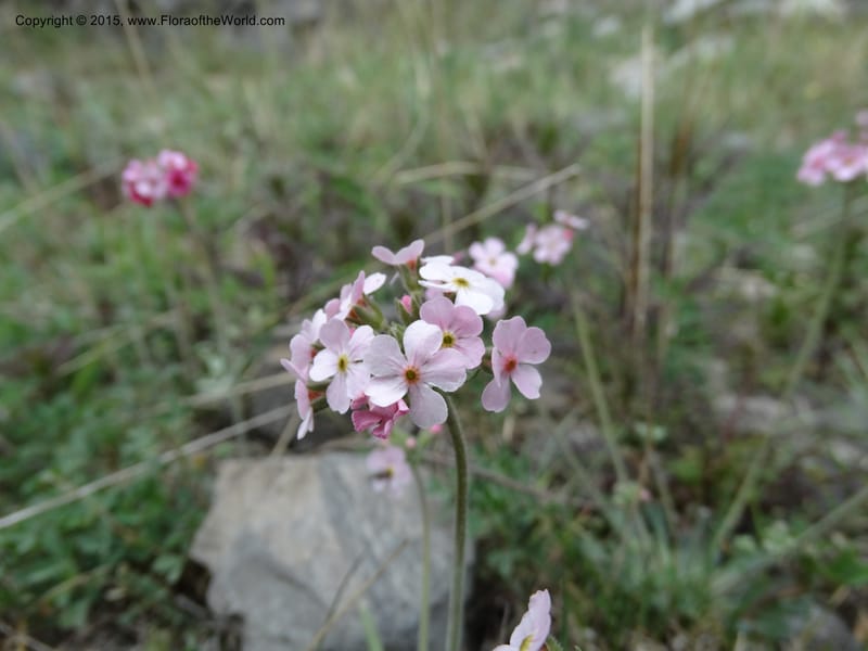 Androsace integra, Boufford, D 43599--China. Sichuan. Yonghe Village. 6 May 2014. DSC04110 (16).JPG