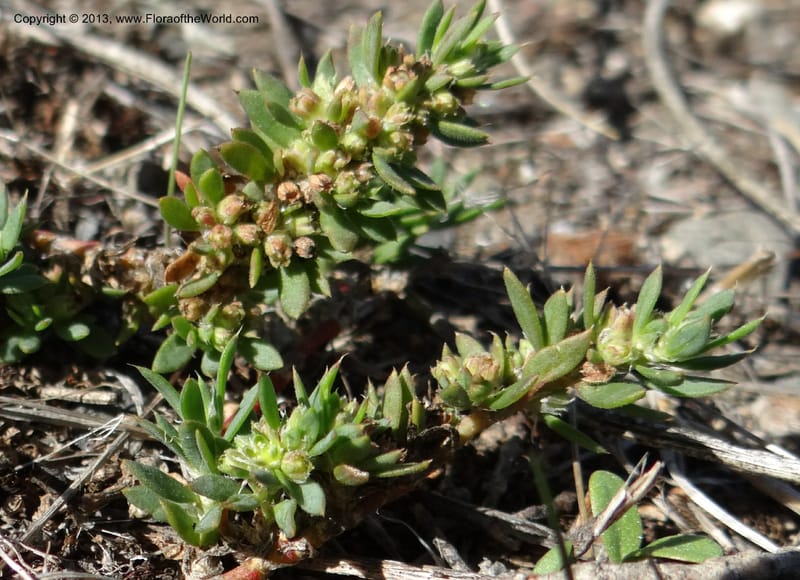 Paronychia communis, WDS 34148--Chile. Playa Colcura. 19 Feb 2013. DSC02120 (36).JPG