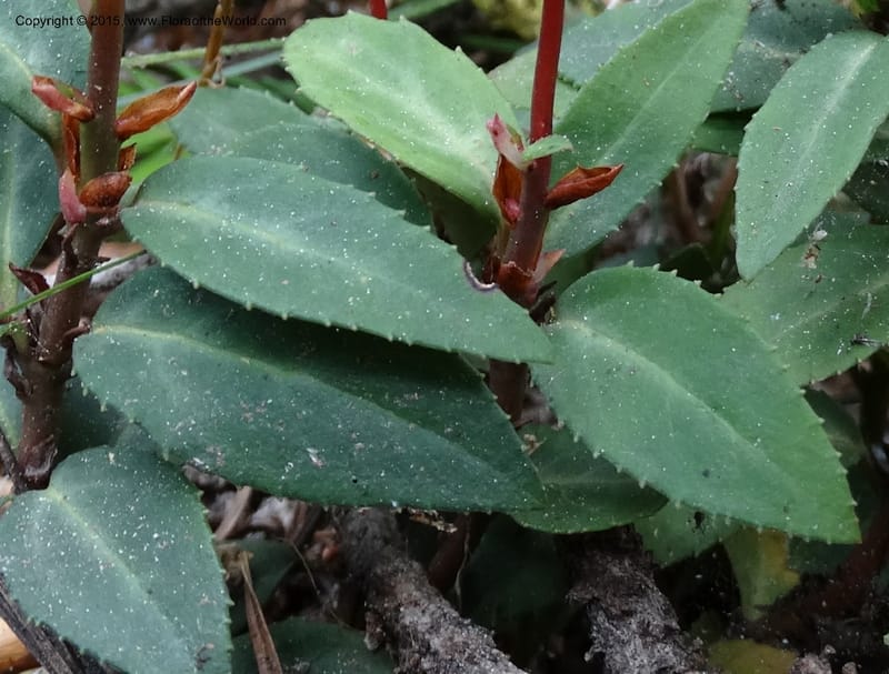 Chimaphila menziesii, Davidson, C 12632--ID. Idaho Co. Seven Devils Campground. 11 Aug 2014. DSC00412 (71).JPG