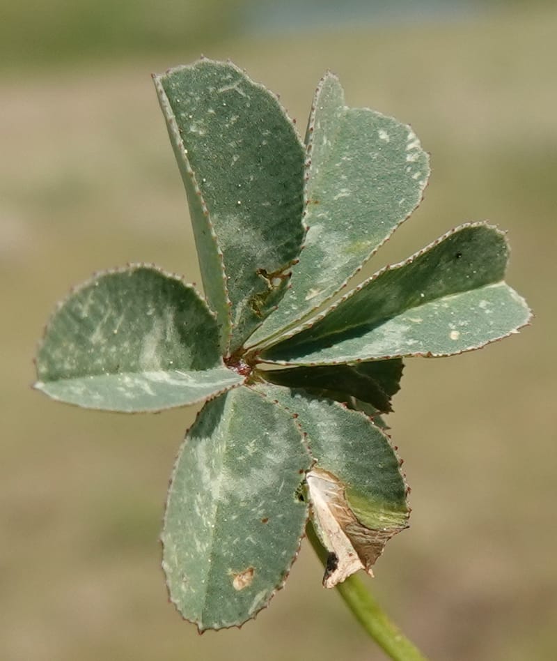 Trifolium macrocephalum, C. Davidson 13789--Oregon. Wallowa Co. Upper Camp Creek Canyon. 5 Jun 2018. DSC05225 (42).JPG