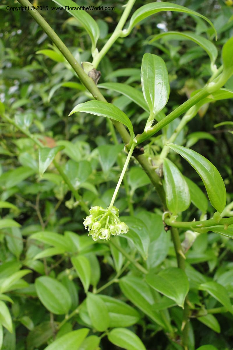 Heterosmilax, Regalado 1772--Viet Nam. Ban Khoang Commune. 4 May 2011. 080 (9).jpg