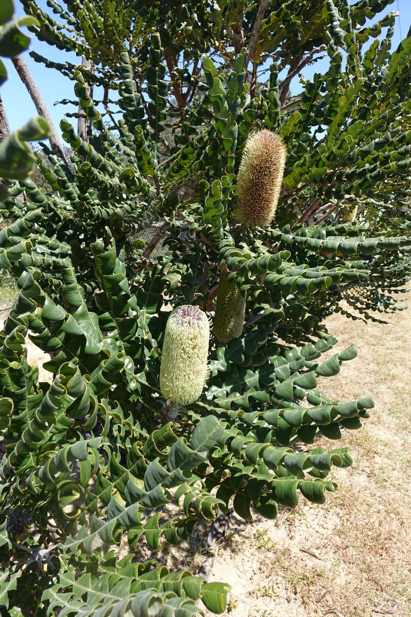 Banksia grandis, Not collected--Australia. W.A. Koondoola Bushland. 22 Oct 2016. DSC03457 (267).JPG