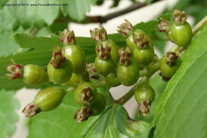 Ribes, Boufford, D 43667--China. Sichuan. GuoBaYan, HanBaiYu Shan. 12 May 2014. DSC05373 (240).JPG
