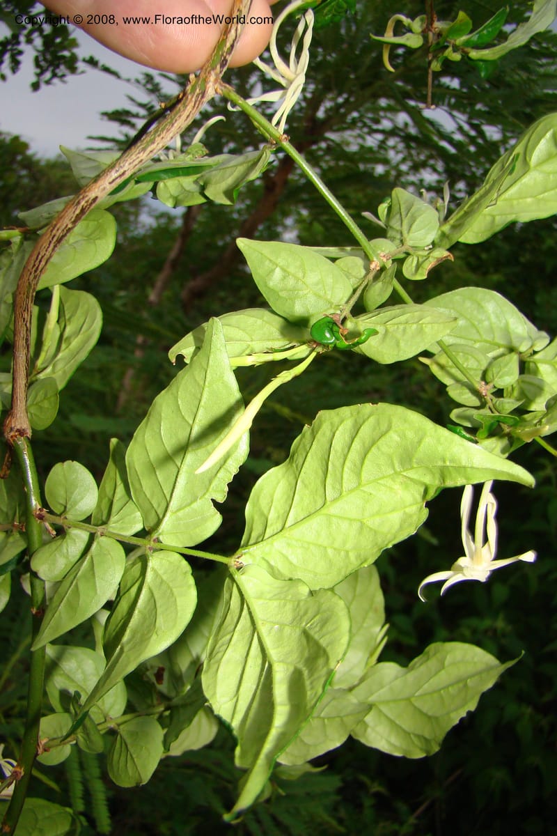Jasminum streptopus, RGereau7007--Tanz. Mbeya Rural Distr. Pungaluma Hills. 23 Jan 08. 272.jpg