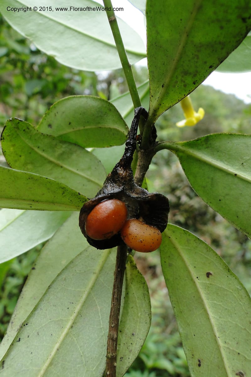 Pittosporum, Regalado 1773--Viet Nam. Ban Khoang Commune. 4 May 2011. 109.jpg