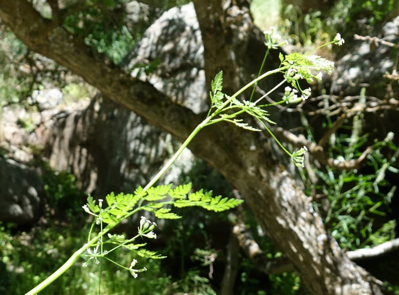 Anthriscus caucalis, C. Davidson 13580--ID. Idaho Co. Salmon R. Rd. E of Riggins. 24 May 2017. DSC00708. JPG (166).JPG