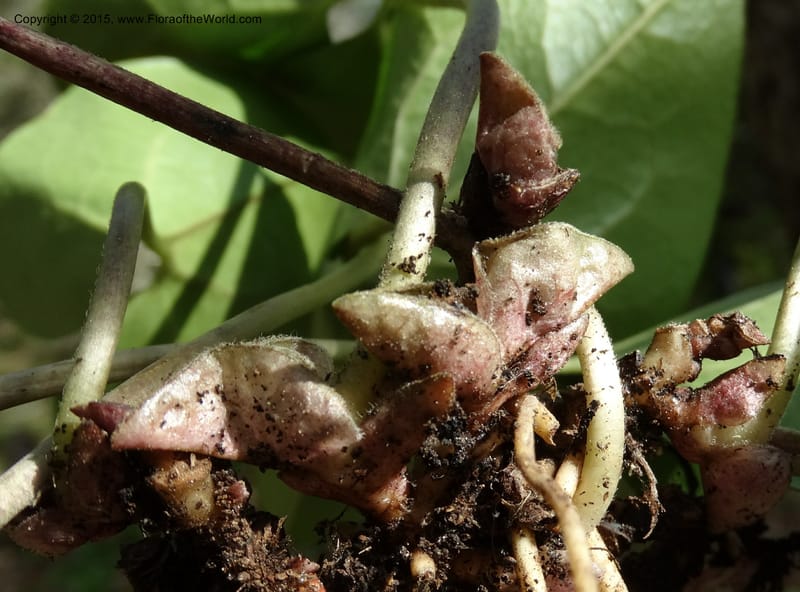Asarum arifolium var. ruthii, Davidson, C 12973--No. Carolina. Clay Co. Buck Cr. 13 May 2015. DSC04619 (39).JPG