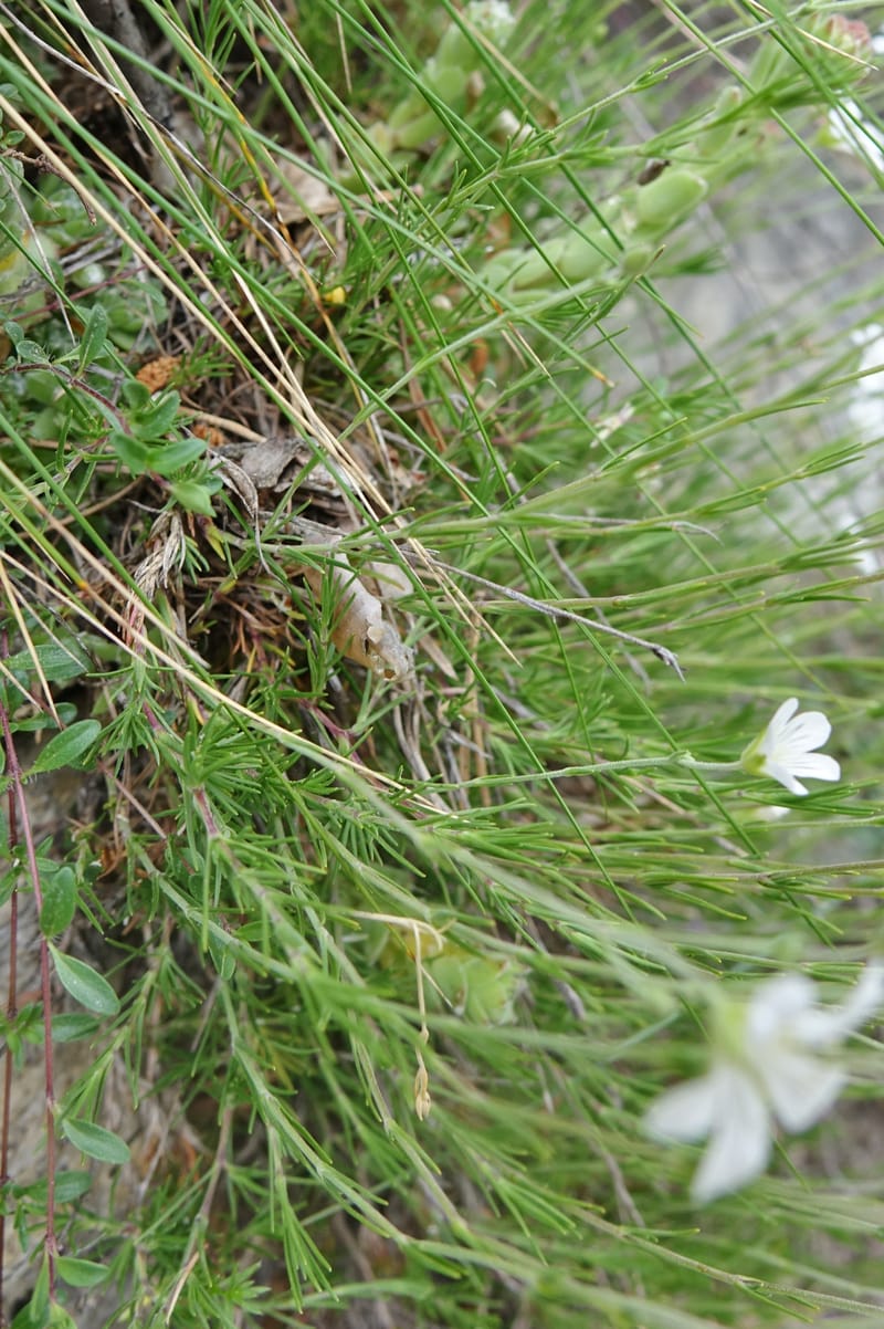 Minuartia laricifolia, Callmander, M 1295-- Switzerland. Hwy 9 to Simplon. Ganterbrucke. 2 Jul 2016. DSC08156 (197).JPG
