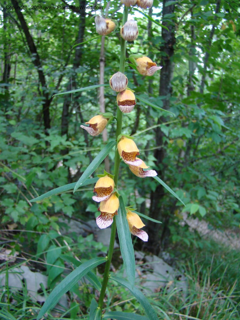 Digitalis laevigata--Slovenia. Park Skocjanske Jame. 10 Jul 08. 075.jpg