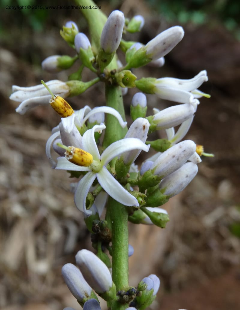 Solanum, Davidson, C 12333--Cameroon. Etome Village to Etinde. 18 Mar 2014. DSC02275 (176).JPG