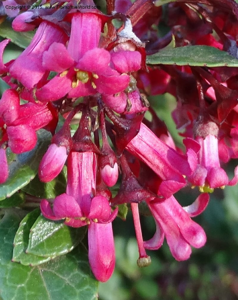Escallonia callcottiae, Ricci, M --Chile. Juan Fernandez. SJB. 21 Feb 2015. DSC08963 (91).JPG