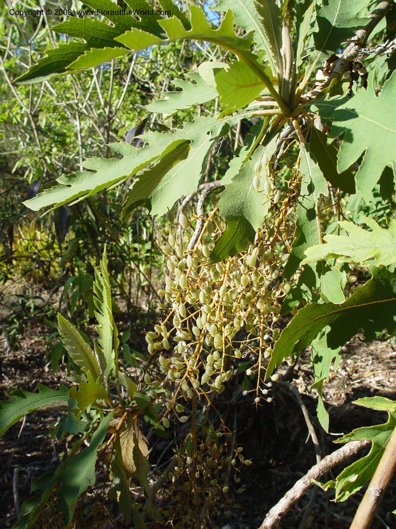 Bocconia frutescens, 73.0296--CA. UC Berkeley Bot. Gard. 10 Feb 04. 130.jpg