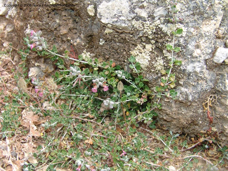 Teucrium divaricatum--Crete. Ep. Kisamos. Sirikari Gorge. 25 May 05. 243.jpg