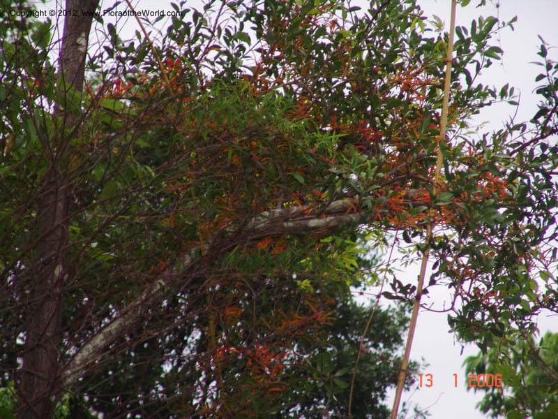 Bakerella sp. unk., Rogers, Z 860-Madagascar  129 (1).jpg