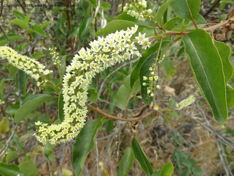 Escallonia pulverulenta--Chile. Jardin Botan., Univ. Talca. 22 Nov 2014. DSC06072 (41).JPG
