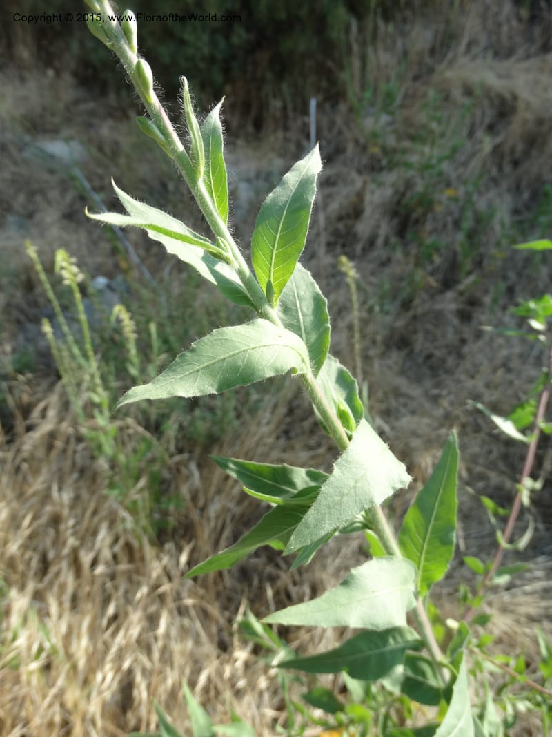 Gaura parviflora, Davidson, C 12604--ID. Idaho Co. North of Riggins. 16 Jul 2014. DSC00589 (9).JPG