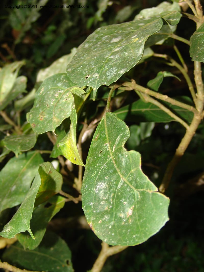 Ficus, ROR1587--Madag. Parc Nat. Montagne d'Ambre. 11 Nov 06. 158.jpg
