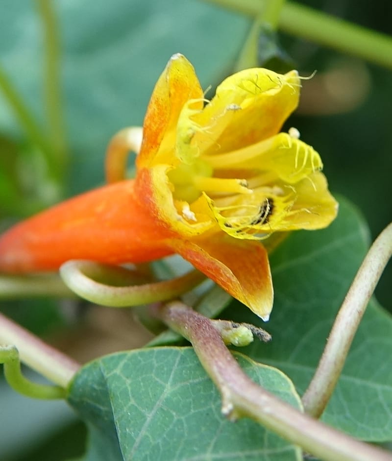 Tropaeolum emarginatum, Gomez-Dominguez, H 3772--Mexico. Chiapas. La Selva Negra. Rincon Chamula. 22 Mar 2017.  (113).JPG