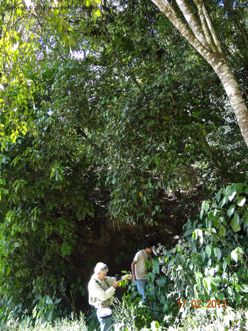 Piper sp. unk., Martinez-Melendez, M 428--Mexico, Chiapas, Palenque-Ocosingo 17 Feb 2012  3275 (4).JPG