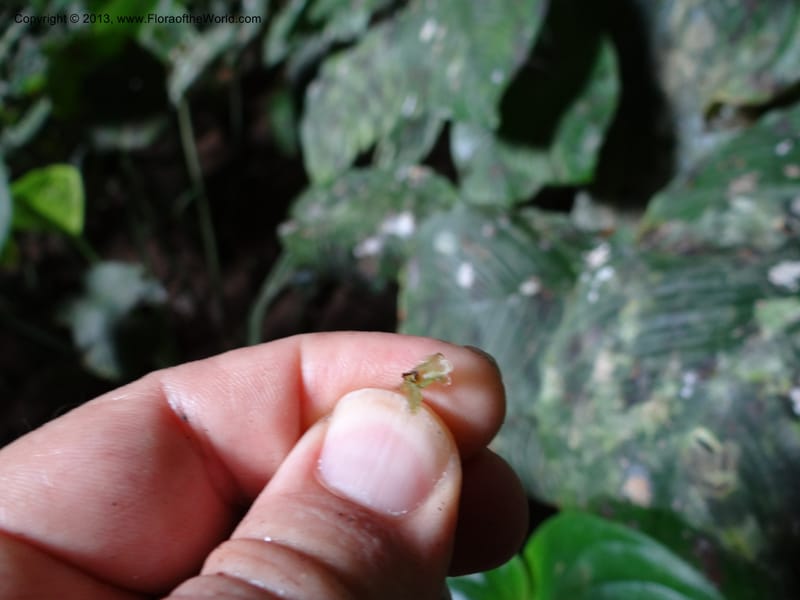 Monophyllaea singularis, S.98866--Sarawak. Fairy Cave. 27 Mar 2012. DSC05645 (21).JPG