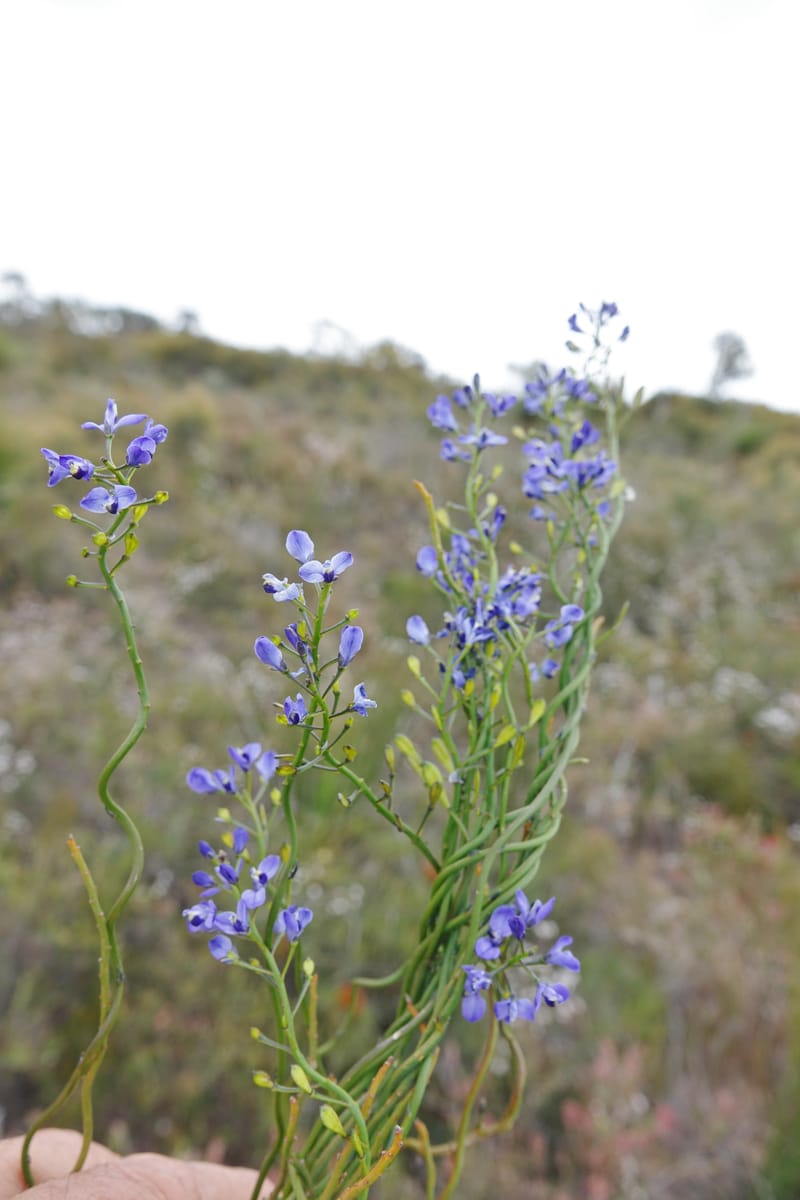 Comesperma volubile, Gray, B 9749--Australia. W. A. S of Sterling Range Rd. on Red Gum Pass Rd. 30 Oct 2016. DSC06952 (35).JPG
