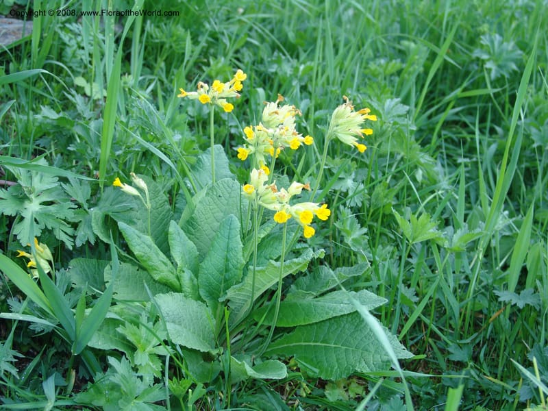 Primula macrocalyx--Georgia. Kazbeki. Ecol. Sta. Georg. Acad. Sci. 1 Jun 05. 067.jpg