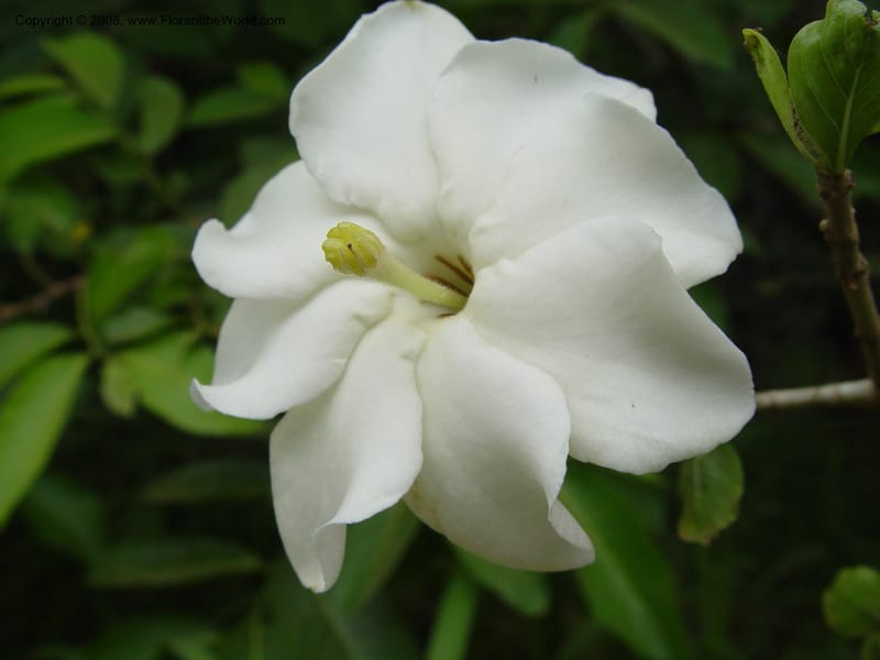 Gardenia thunbergii--So. Africa. KwaZuluNatal. Mtunzini. Twinstr. Mick's Park. 2 Oct  03. 054.jpg