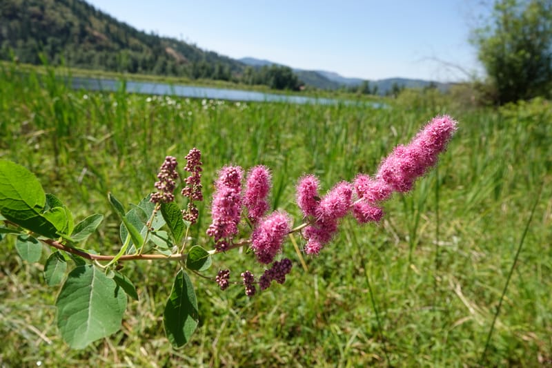 Spiraea douglasii var. menziesii, C. Davidson 13807--ID. Benewah Co. St. Joe R. Rd. Turtle Lake. 8 Jul 2018. DSC05829 (77).JPG