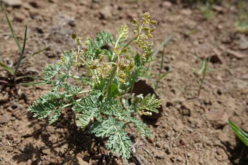 Cymopterus glaucus, C. Davidson 13559--ID. Blaine Co. Rock Creek Preserve. TNC. 14 May 2017. DSC00477 (42).JPG