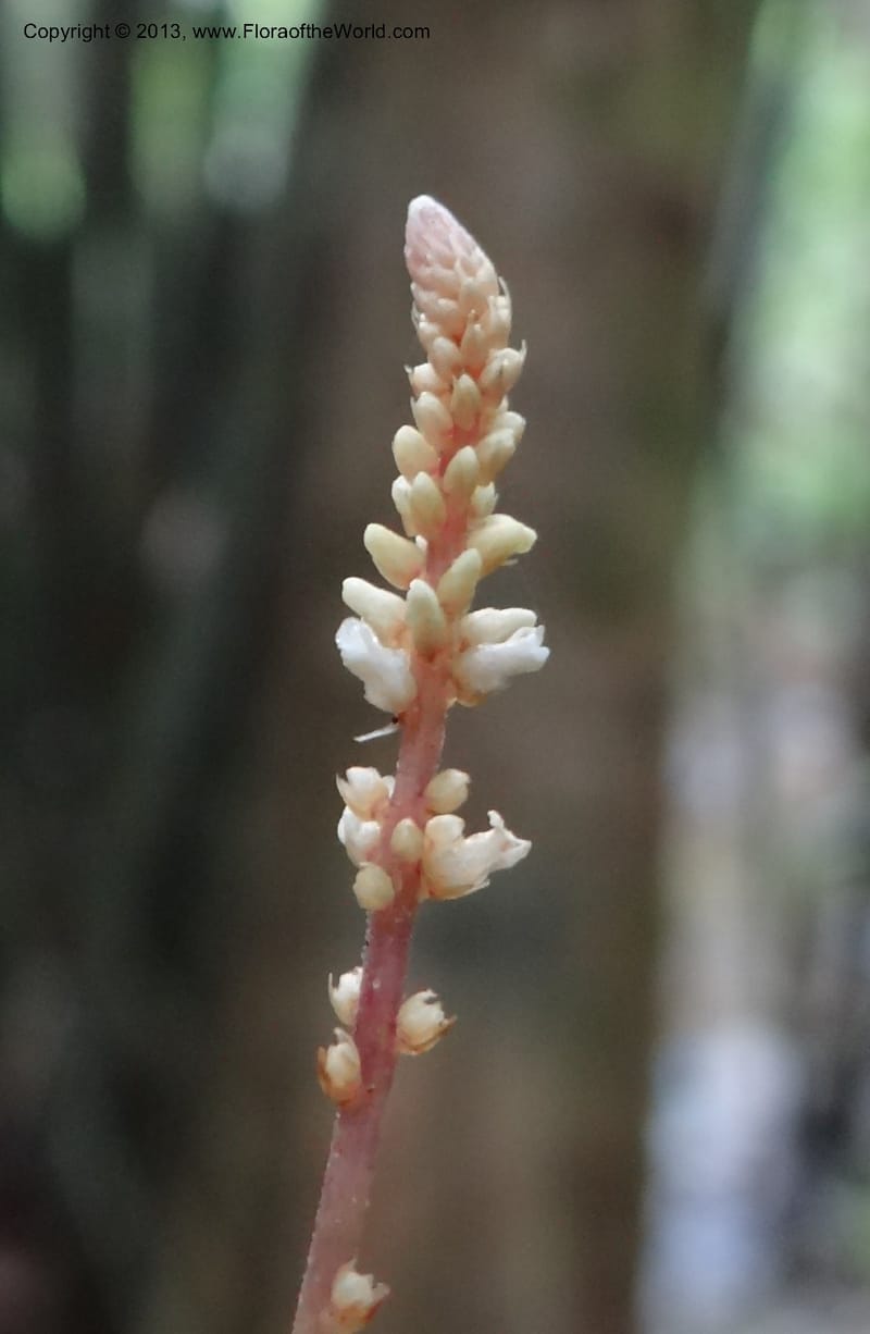 Epirhixanthes elongata, VC 5604--Thailand. Ranong . Klong Naka Wildlife Sanct. 14 Nov 2012. (310).JPG