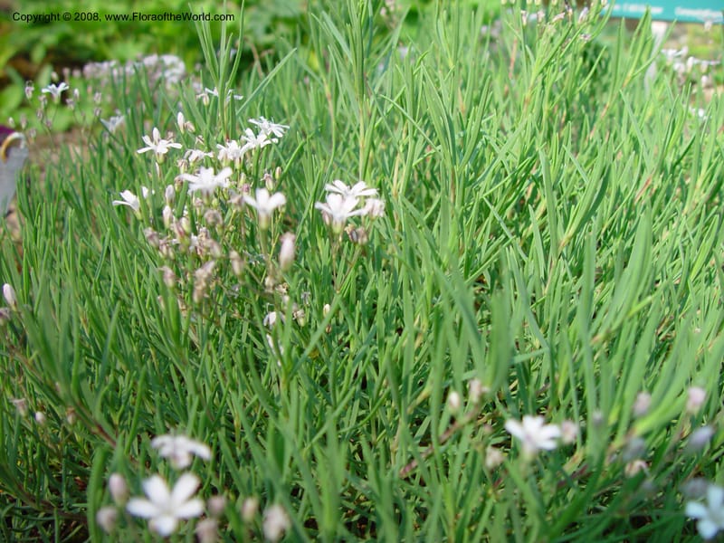 Gypsophila repens--France. Paris. Jardin des Plantes.  30 May 03. 023.jpg