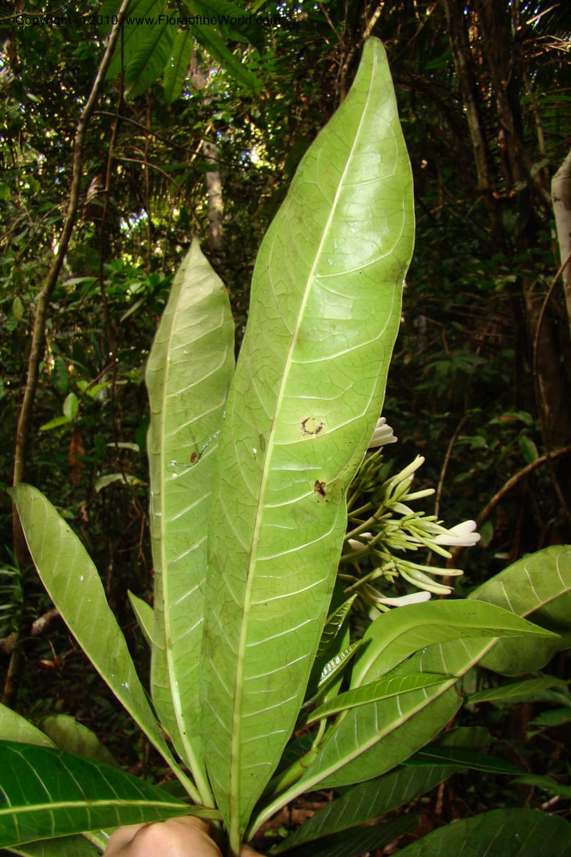 Himatanthus, R. Vasquez 34527--Peru. Loreto. Distr. Nauta. Parq. Nac. Pacaya Samiria. 4 Nov 08. 140.jpg