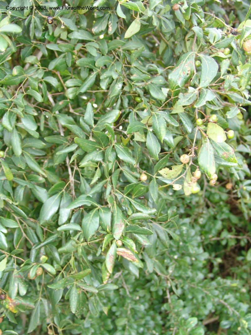 Rhus--Tanzania. Zanzibar. Jozani Forest to Paje Rd.. 17 Jul 0 (69).jpg