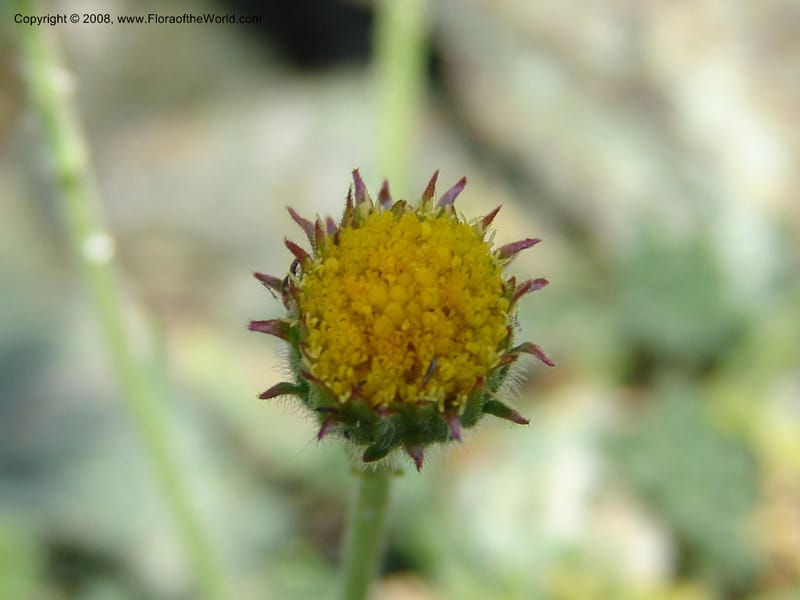 Erigeron compositus, CDavidson11126--Idaho Co. Hell's Can. Nat. Rec. Area. Heaven's Gate. 20 Jul 07. 013.jpg