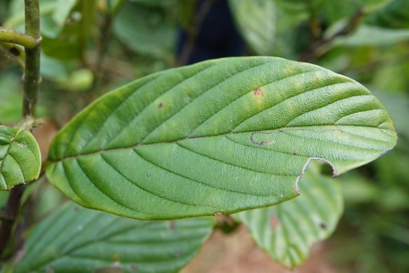 Tetracera, C. Davidson 13922--Gabon. Rd betw Kinguele and Makaban. 30 Oct 2018. DSC00492 (105).JPG