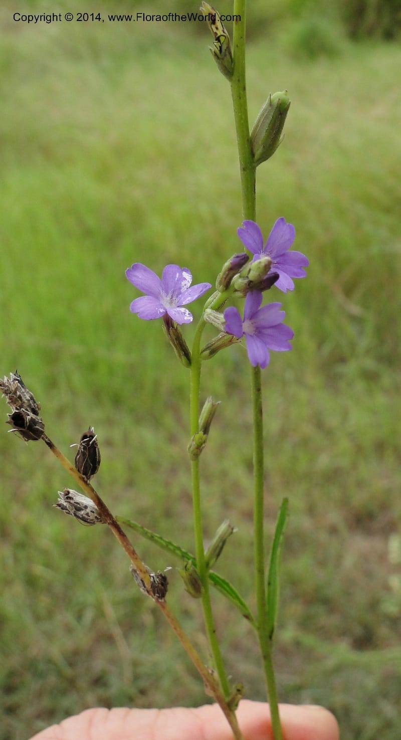 Buchnera longifolia, Stevens, W.D. 31036, Transchaco, 13 Mar 2011 0945 (16).JPG