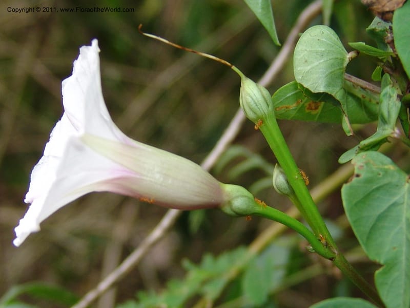 Ipomoea dumetorum, AraujoM2889--Bolivia. F. Tamayo.. Rio Machariapu. 17 Sep 06. 041 (5).jpg
