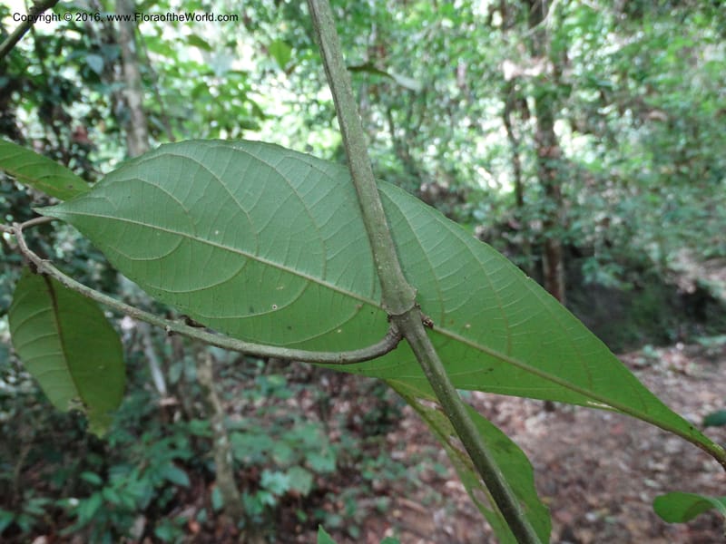 Callicarpa, Davidson, C 12680--Sabah. Danum Valley. 4 Oct 2014. DSC01741 (331).JPG