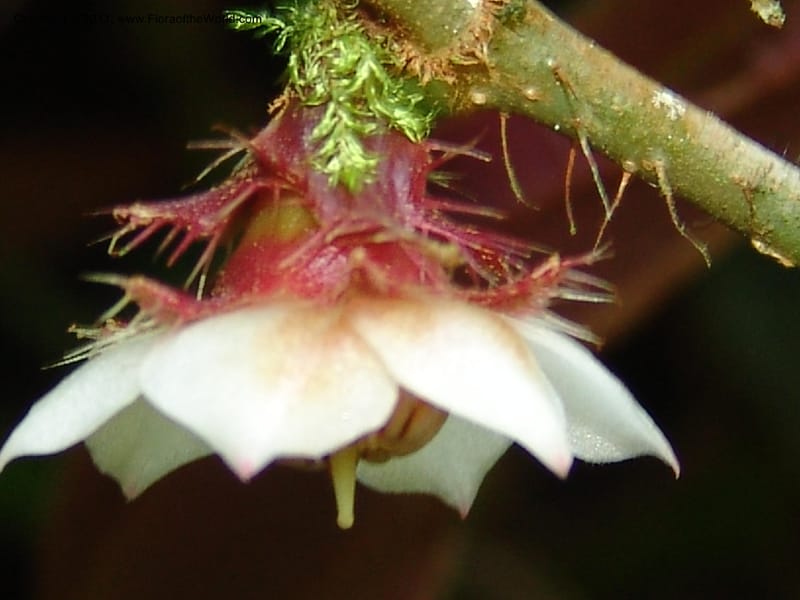Blakea, Neill 15818--Ecuador. Prov. Zamora Ch. Margin of Rio Nangaritza..17 Sep 07. 039 (5).jpg