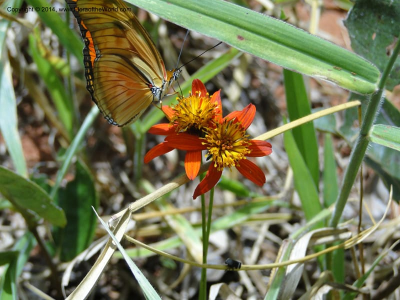 Bidens gardneri, [Stevens,  W. D 31068], Cerro Cora, 16 Mar 2011 1776 (4).JPG
