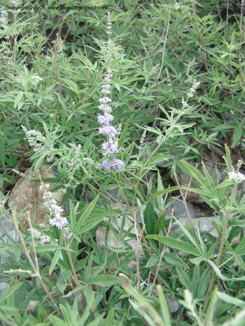 Vitex agnus-castus--Crete. Coastal trail E of Loutro. 28 May 05. 096.jpg