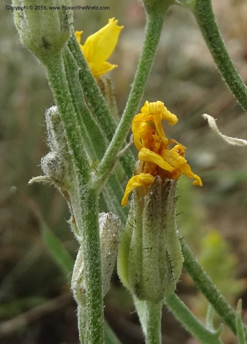 Crepis atribarba, Davidson, C 12597--ID. Idaho Co. Seven Devils Camp Ground. 15 Jul 2014. DSC00113 (299).JPG