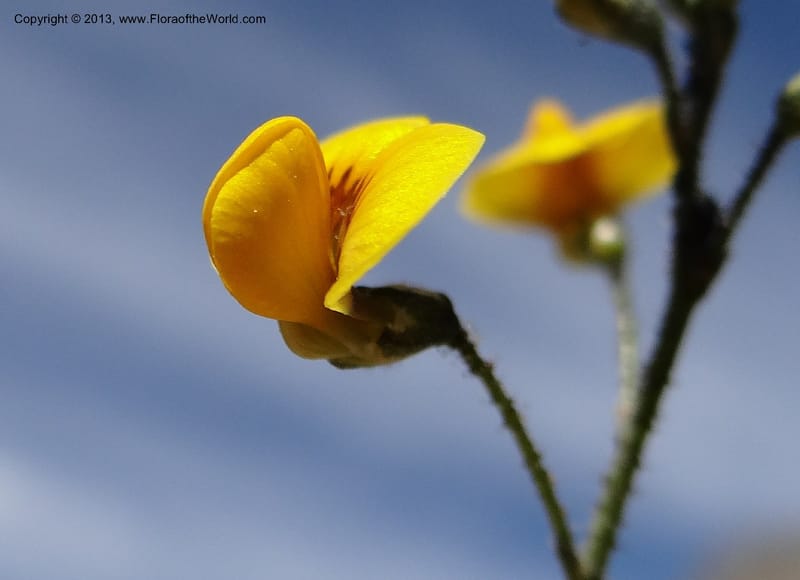 Adesmia, WDS 34191--Chile. Cta. 115. La Laguna. 22 Feb 2013. DSC02595 (64).JPG