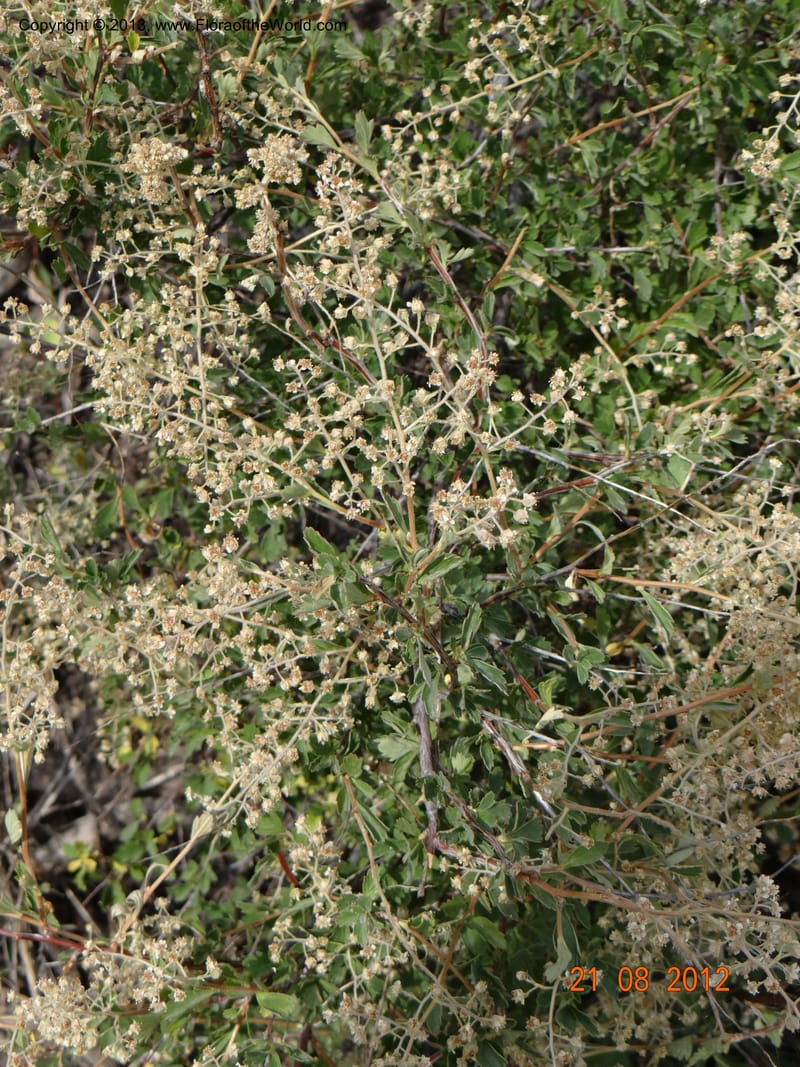 Holodiscus dumosus, Davidson, C 12105--USA, Owyhee County, Idaho, 21 Aug 2012  3158 (13).JPG